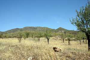 Cultivo de almendros en Morata (Lorca) 