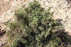 Detalle del Enebro de la Miera 