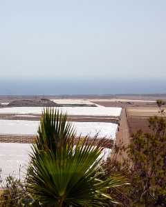 Panormica de los Invernaderos 