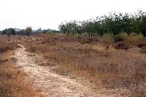 Camino Real de Fuente lamo 