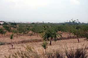 Cultivo de Almendros 