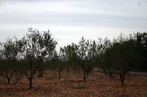 Almendros 