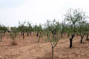 Cultivo de almendros de Cnovas (Fuente lamo) 