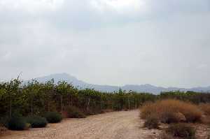 Vista del Camino Real de Cnovas (Fuente lamo) [Cnovas]