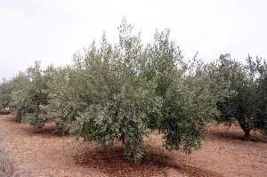 Olivos 