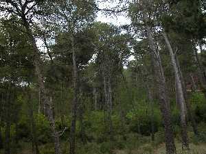 Vegetacin de Sierra Espua