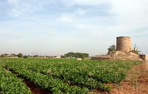 Molino junto a cultivos en el Camino de Camachos 