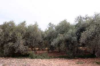 Olivos 