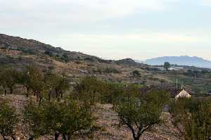 Paisaje con Almendros 