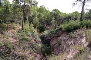 Tala Forestal Anti Fuego 