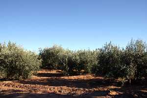 Cultivos de Olivos 