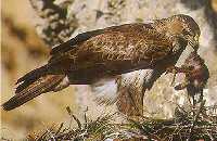 guila perdicera con su presa