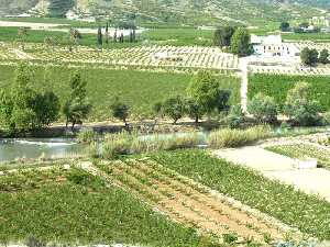 Huertas tradicionales en las terrazas aluviales del Segura, y arboleda de ribera en el margen derecho del ro. Sotos fluviales