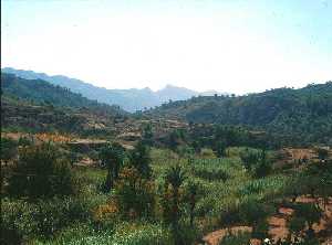 Exuberante vegetacin en simbiosis con la geologa. La formacin de pequeos manantiales asociados al acufero del Chcamo han permitido este oasis 