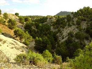 Panormica del barranco del Gredero. Se encaja en margas y areniscas cretcicas y palegenas. [GEOLOGA]