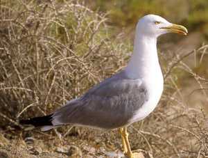 Gaviota patiamarilla (Larus michahellis)