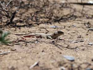 Lagartija colirroja (Acanthodactylus erythrurus)