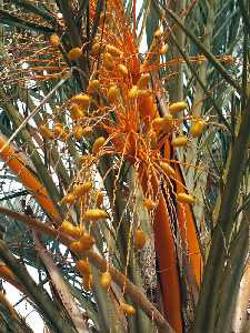 Palmera datilera, del palmeral de Abanilla