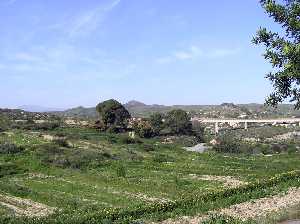 Grupo de Pinos al Fondo