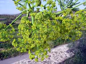 Flor de Hinojo