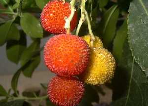 Frutos del madro�o