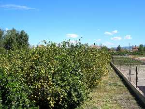 Huerto de limones en Tiata (Lorca) 