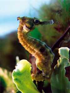 Caballito de mar (Hippocampus hippocampus)