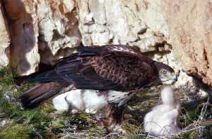 Ejemplar adulto con dos pollos en el nido