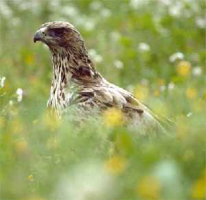 guila perdicera (Hieraaetus fasciatus)