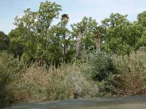 El ro segura a su paso por el paraje de El Menj, donde existe una gran diversidad de vegetacin de ribera. Sotos Fluviales.