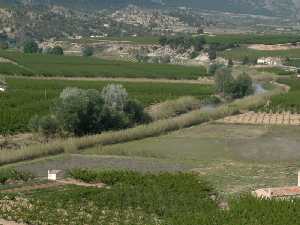 Panormica del ro Segura escoltado de caaveral y arbolado de ribera