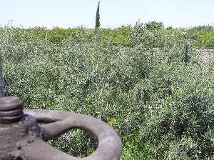 Olivos en los huertos