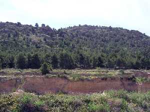 Pinos carrascos del Miravete