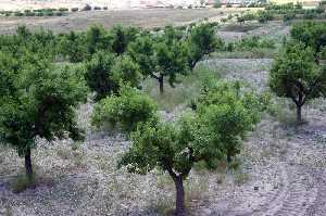 Plantacin de almendros