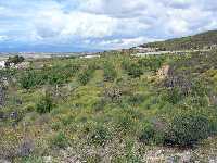 Paisaje con almendros