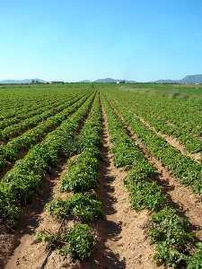 Plantacin de patatas en Miranda (Cartagena) [Miranda]