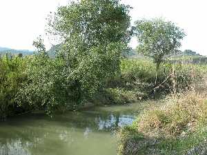 Bosque de Ribera