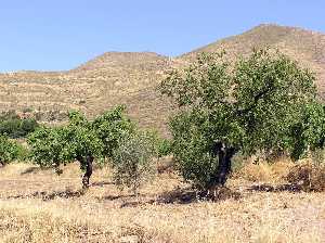 Cabezo de Goar olivos y almendros