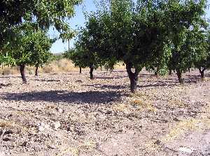 Campo de almendros en Goar