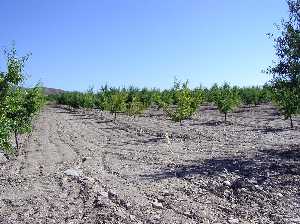 Cultivos de Goar