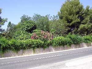 Flores ornamentales de Mort de Arriba