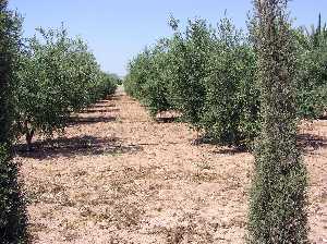 Huertos de olivos