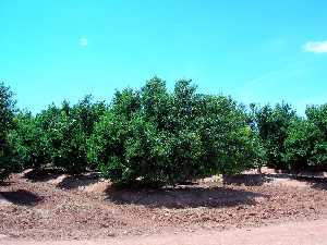 Alboricultura en Los Mdicos (Cartagena) 