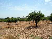 Almendros de Carrascoy