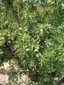 Detalle de las ramas de almendro