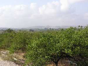 Panormica de la huerta de Torre del Junco 