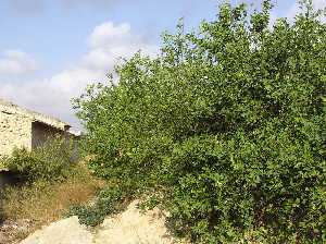 Limonero y casa