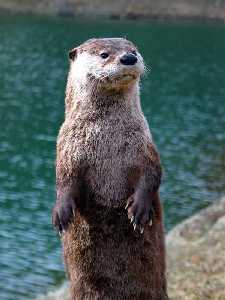 Nutria erguida