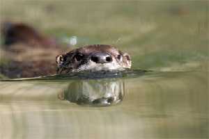 Nutria nadando