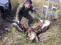 Cadver de guila real electrocutada en el Embalse de Puentes (Lorca)